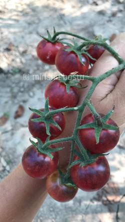 Seme povrća: Blue Boar Berries (Blueberry) seme paradajza